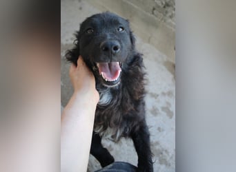 Flynn ❤️ offener, verspielter Kroat. Schäfi-Mix Rüde
