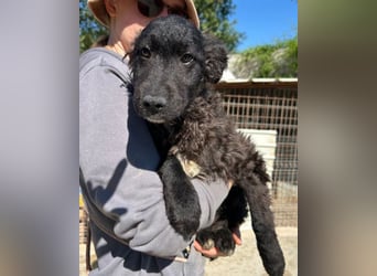 Flynn ❤️ offener, verspielter Kroat. Schäfi-Mix Rüde