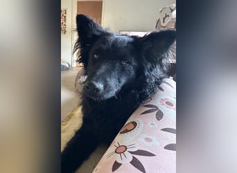 Ayla ❤️ wartet in 31621 Pennigsehl auf dich