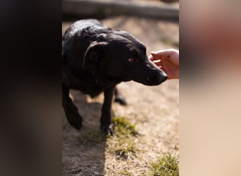 Klara ❤️ frohe, temperamentvolle Kroat. Schäfi-Mix Hündin!