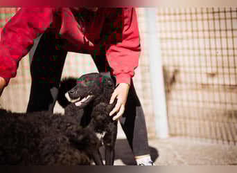 Vinn ❤️ schmusiger, süßer Bub sucht Liebe