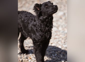 Crazy ♥Chandler♥ aktiv, klug, freundlich Crazy ♥Chandler♥ aktiv, klug, freundlich