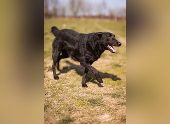 Kim ❤️ so sanfte, liebevolle Hundedame!