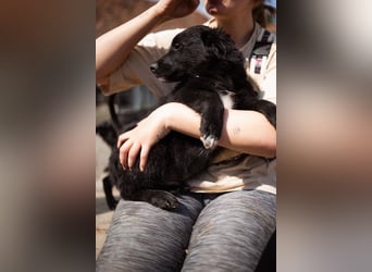 Levi ❤️ neugieriger, so lieber Welpenbub