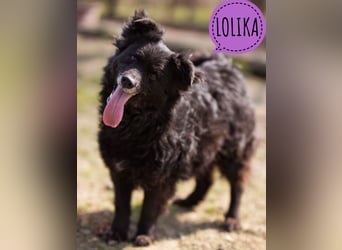 Lolika ein fröhliches schlaues Mädchen