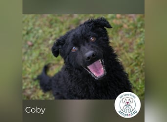 Coby sucht ein Zuhause