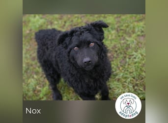 Nox sucht ein Zuhause