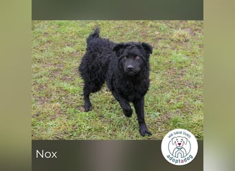 Nox sucht ein Zuhause