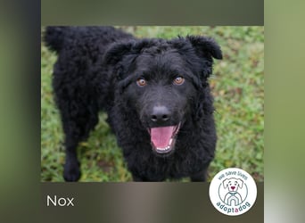 Nox sucht ein Zuhause