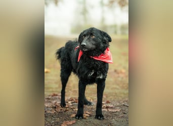 ❤️ Janja Sportlicher Hund mit Kuschelbonus
