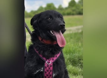 ❤️ Janja Sportlicher Hund mit Kuschelbonus