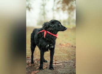 ❤️ Janja Sportlicher Hund mit Kuschelbonus