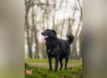 ❤️ Janja Sportlicher Hund mit Kuschelbonus