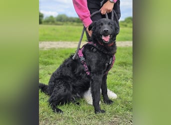 ❤️ Janja Sportlicher Hund mit Kuschelbonus