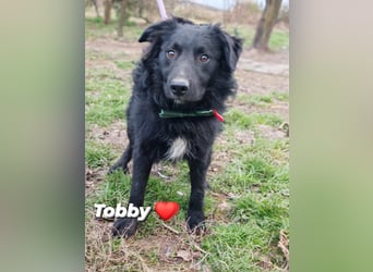 Tobby sucht sein Zuhause