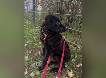 Pepper, Pflegefamilie 48565 Steinfurt