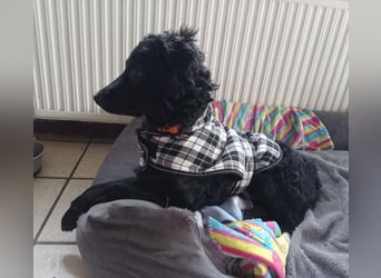 Pepper, Pflegefamilie 48565 Steinfurt