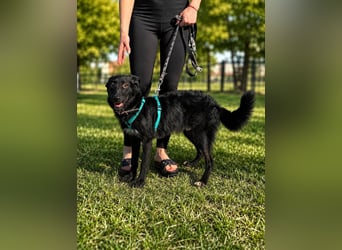 Coco, schlaues Hundekind