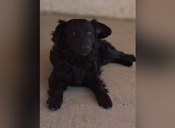 Mona, soziale freundliche Hündin in München auf Pflegestelle