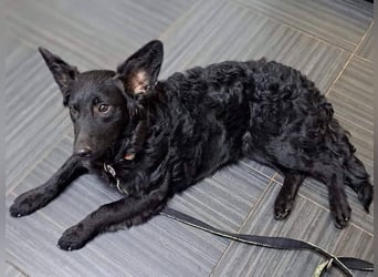 Mona, soziale freundliche Hündin in München auf Pflegestelle