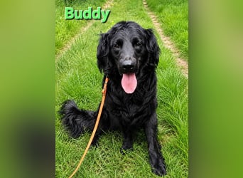 Buddy ein echter Kumpel