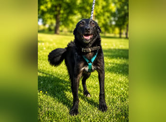 Coco, schlaues Hundekind