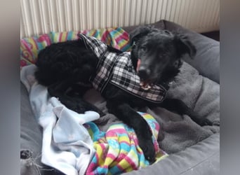 Pepper, Pflegefamilie 48565 Steinfurt
