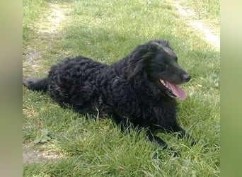 Tobby sucht sein Zuhause