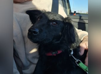 Mona, soziale freundliche Hündin in München auf Pflegestelle