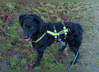 Pepper, Pflegefamilie 48565 Steinfurt