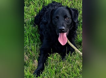 Buddy ein echter Kumpel