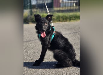 Coco, schlaues Hundekind