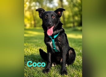 Coco, schlaues Hundekind