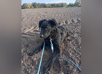 Pepper, Pflegefamilie 48565 Steinfurt