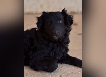 Mona, soziale freundliche Hündin in München auf Pflegestelle