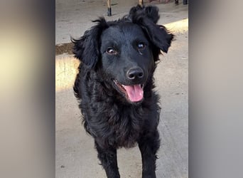 Mona, soziale freundliche Hündin in München auf Pflegestelle