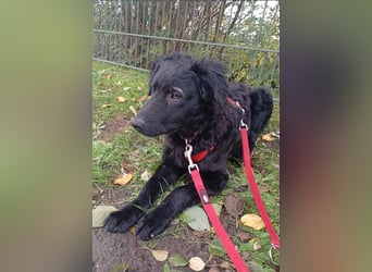 Pepper, Pflegefamilie 48565 Steinfurt