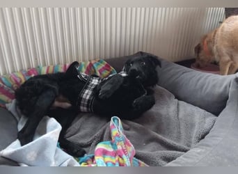 Pepper, Pflegefamilie 48565 Steinfurt