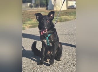 Coco, schlaues Hundekind
