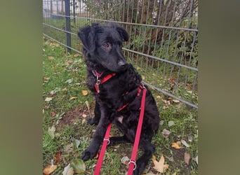 Pepper, Pflegefamilie 48565 Steinfurt