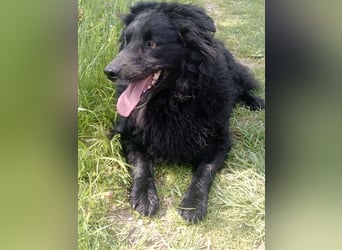 Tobby sucht sein Zuhause