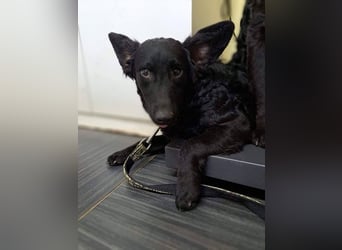 Mona, soziale freundliche Hündin in München auf Pflegestelle