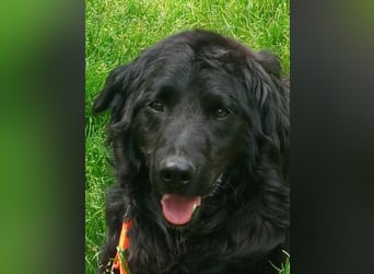 Buddy ein echter Kumpel