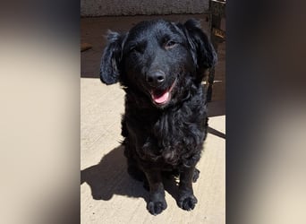 Mona, soziale freundliche Hündin in München auf Pflegestelle