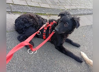 Pepper, Pflegefamilie 48565 Steinfurt