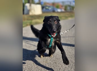 Coco, schlaues Hundekind