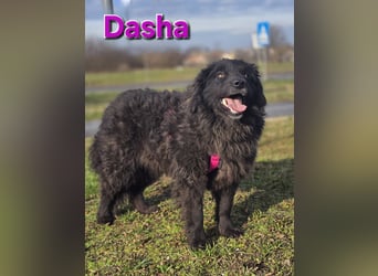 Dasha einfach toll