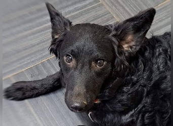 Mona, soziale freundliche Hündin in München auf Pflegestelle