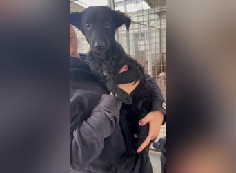 Notfall Welpe Yuna sucht ein Zuhause oder Pflegestelle