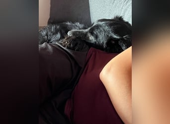 junger aktiver Mischlings-Rüde JarJar sucht eine Familie